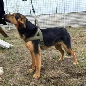 Hen, junger, lieber und verträglicher Schäferhund Mix Bild 6