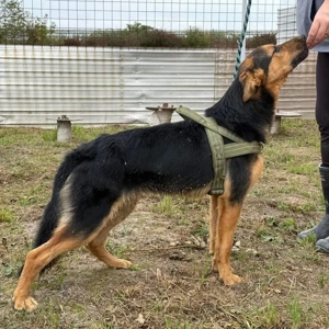 Hen, junger, lieber und verträglicher Schäferhund Mix Bild 4