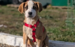 Rico   ein tapferer kleiner Kämpfer sucht sein Zuhause fürs Leben.