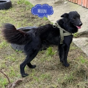 Moon, Retriever Mudi Mischling, ein Traumhund
