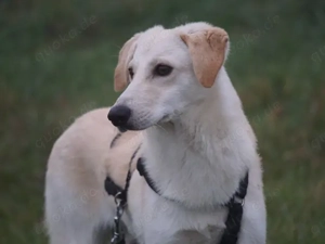 Geo sucht sein Zuhause