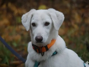 Gesuino sucht sein Zuhause