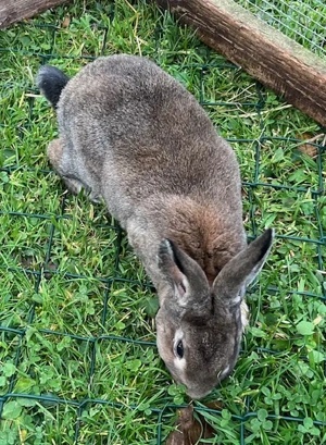 Zwergkaninchen, Kaninchen Weibchen