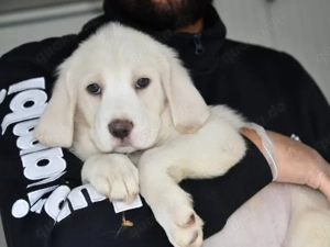 Tau sucht ihr Zuhause (noch auf Sardinien)