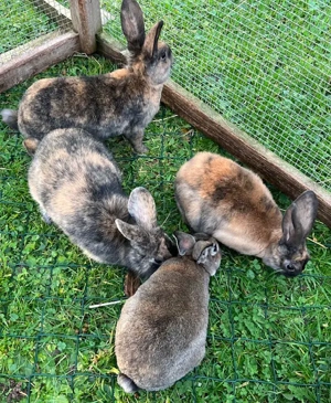 Zwergkaninchen, Kaninchen Weibchen