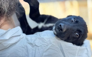 Inola   ein zartes Hundemädchen sucht ihr großes Glück.