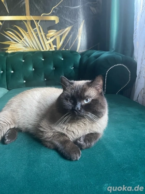 Siam Kater Mix - Britisch Kurzhaar 
