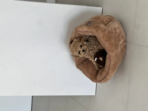 Süße kleine Pudel Hündin zu verkaufen 