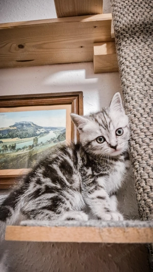Noch 1 BKH-Kitten im Whiskas-Look (Black-Silver-Tabby-Classic) abzugeben