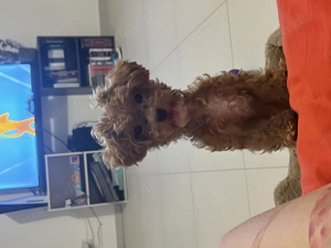 Kleiner liebevoller Pudel Rüde zu verkaufen 