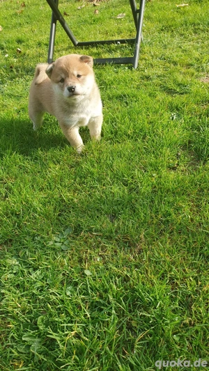 1 Shiba Inu Welpe(Mädel),reinrassig 