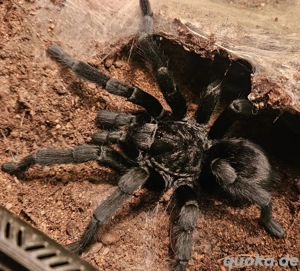 Vogelspinne 1.0 Grammostola Pulchra RH 10 2025
