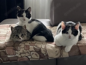 BKH Mischlingskatzen Mischlings Kitten Kätzchen