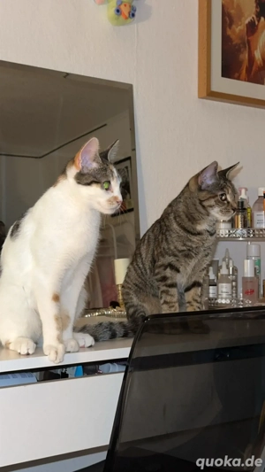 Katzen abzugeben (geschwister)