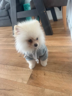 Deutsche Spitz (Rolex)