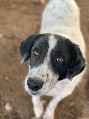  Valentino, geb. ca. 05 2021, lebt in GRIECHENLAND, im städt. Tierheim Serres