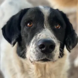 Valentino, geb. ca. 05 2021, lebt in GRIECHENLAND, im städt. Tierheim Serres