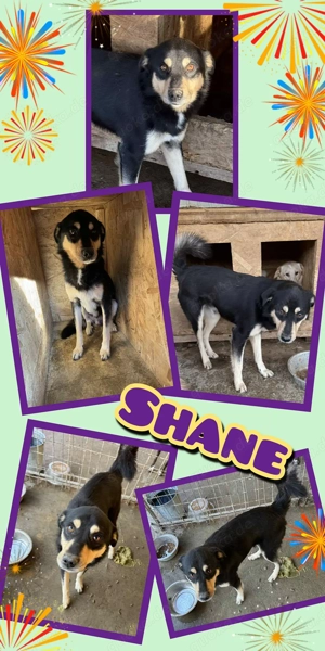 sanfter, lieber, menschenbezogener Rüde "Shane" sucht ein liebevolles Zuhause 
