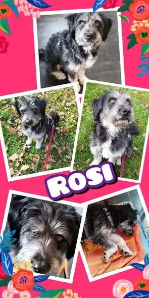wunderschöne, liebe Hündin "Rosi" sucht dringend ein schönes Zuhause