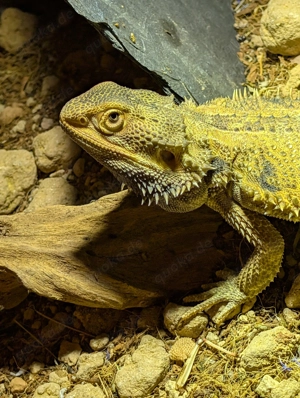 Bartagame und Terrarium 