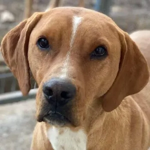 Olli, geb. ca. 11 2022, lebt in GRIECHENLAND, auf einer privaten Pflegestelle 