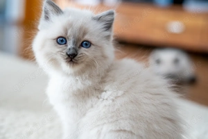  Reinrassige Heilige Birma Kitten - ab Mitte Dezember abzugeben! 