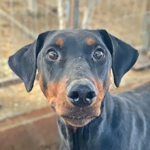 Robber, geb. ca. 08 2024, lebt in GRIECHENLAND, im städt. Tierheim Serres 
