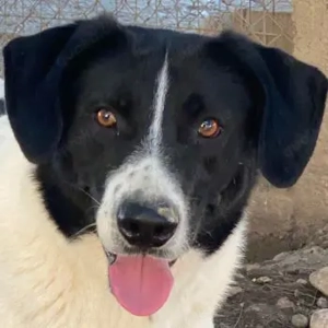  Grecco, geb. ca. 11 2022, lebt in GRIECHENLAND, im städt. Tierheim Serres