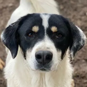 Windy geb. ca. 11 2022, lebt in GRIECHENLAND, im städt. Tierheim Serres 