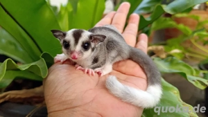 suche sugar glider