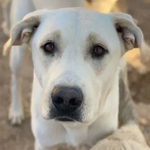 Miguel, geb. ca. 08 2024, lebt in GRIECHENLAND, im städt. Tierheim Serres