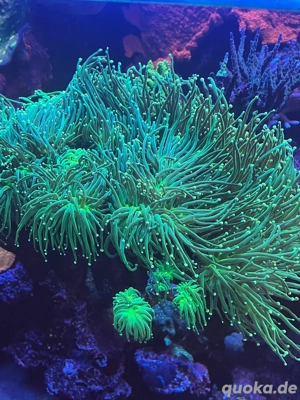 Meerwasser Koralle Euphyllia Glabrescens