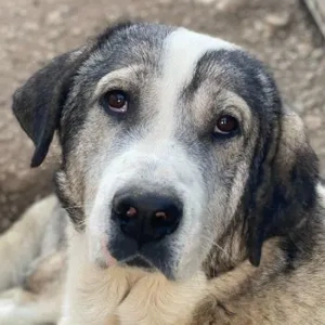 Torac, geb. ca. 08 2023, lebt in GRIECHENLAND, im städt. Tierheim Serres