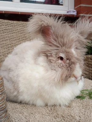 Englisch Angora Rammler 10 Monate 