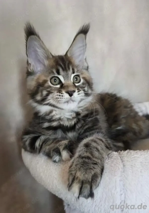Maine Coon Kätzchen mit Stammbaum Bild 3