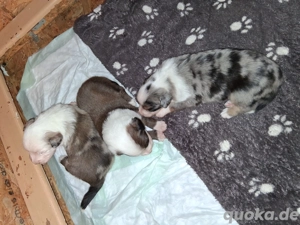 4 süsse Australian shepherd mix welpen