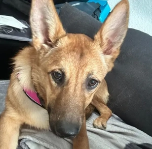 Wer öffnet sein Herz für Tamani ?			