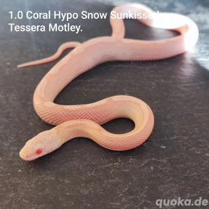 Kornnatter Nachzuchten,3.0 Rf Sunkissed Ghost,Anery und Hypo Snow Tessera MotleyGhost