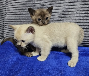 Burma Kitten. Reinrassig. Lilac, braun, chocolate 