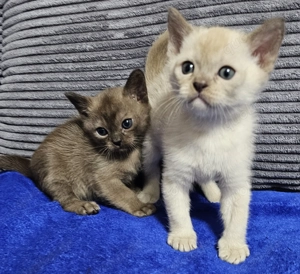 Burma Kitten. Reinrassig. Lilac, braun