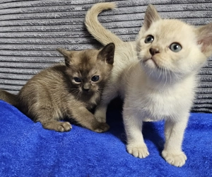 Burma Kitten. Reinrassig. Lilac, braun