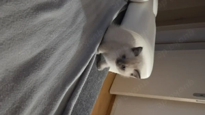 BKH Kitten zum Verkaufen 6 Kitten