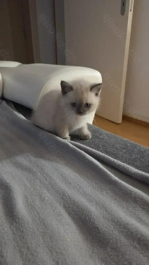 BKH Kitten zum Verkaufen 6 Kitten