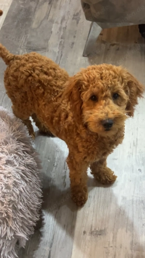 Pudel Rüde Toy-Zwerg