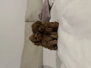 Toy-Pudel Welpen suchen nach neuem Zuhause 