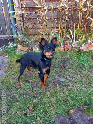 Reinrassissige Russkiy Toy Deckrüde 