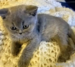 HEINZ: Britisch Kurzhaar-Kätzchen