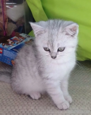 reinrassige BKH Kitten mit WCF-Stammbaum 