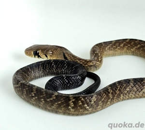 1.1 Drymarchon melanurus melanurus 