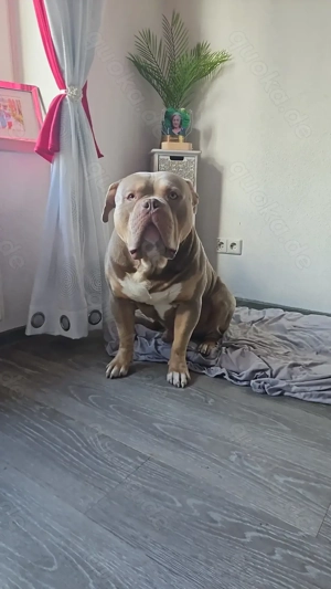 Deckrüde American Xl Bully